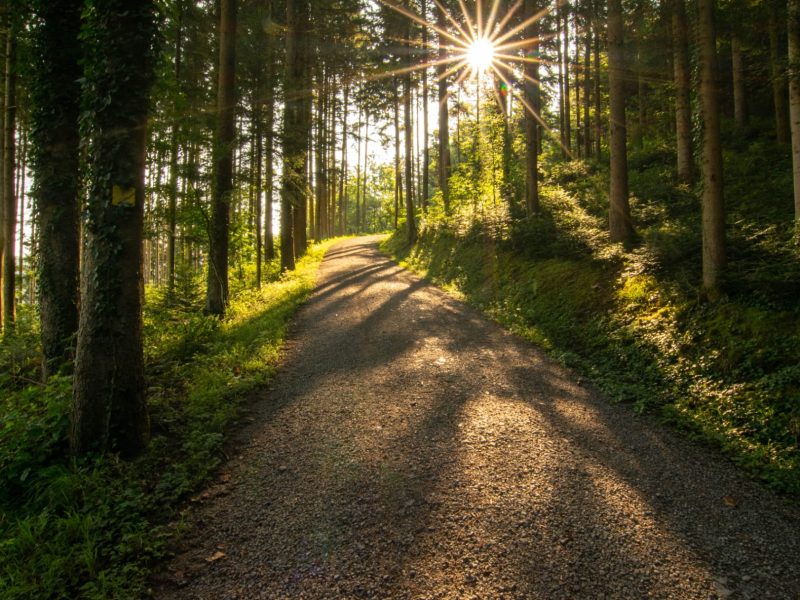Waldbestattung